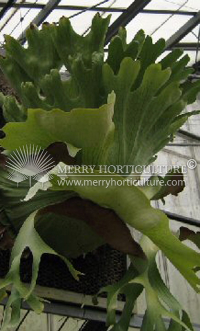 platycerium wandae